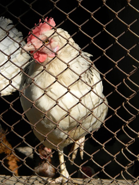 足协杯夺冠次数排名：山东8次居首，国安5次独居次席